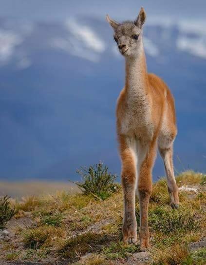 Turismo Fortaleza Patagonia Puerto Natales Extérieur photo
